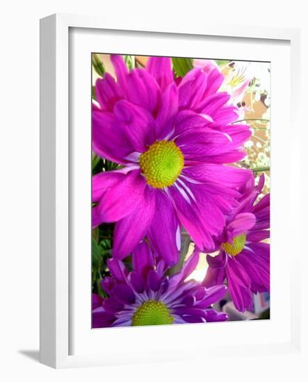 Purple Daisy-Ruth Palmer-Framed Art Print