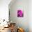 Purple Daisy-Ruth Palmer-Mounted Art Print displayed on a wall