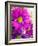 Purple Daisy-Ruth Palmer-Framed Art Print