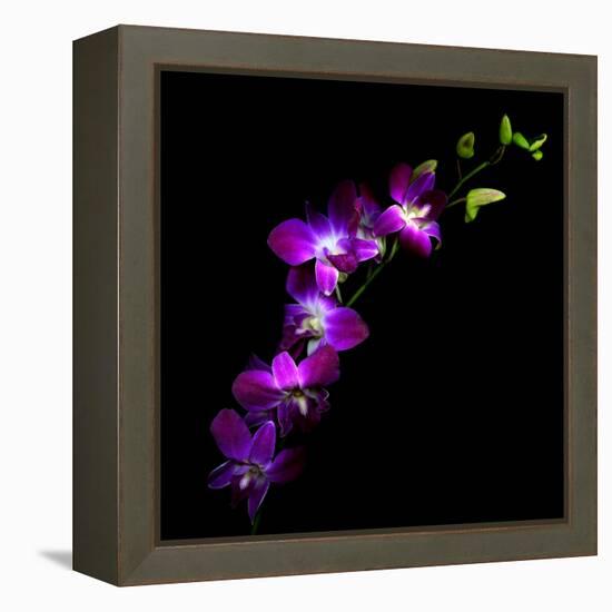 Purple Dendrobium Orchids-Magda Indigo-Framed Premier Image Canvas