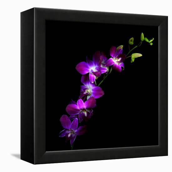 Purple Dendrobium Orchids-Magda Indigo-Framed Premier Image Canvas