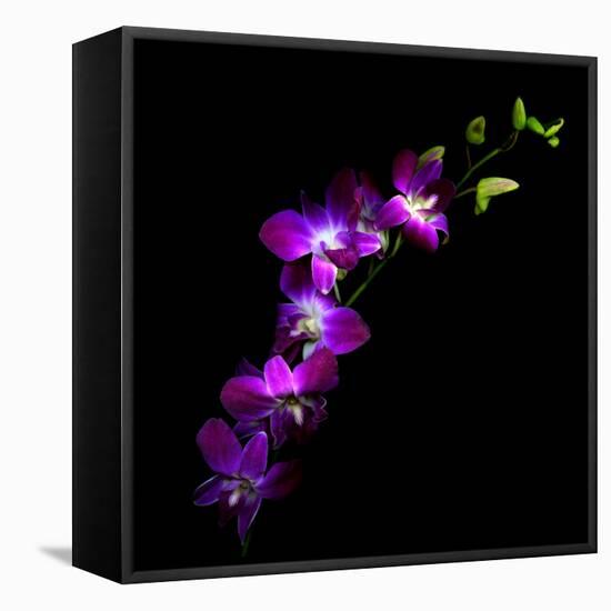 Purple Dendrobium Orchids-Magda Indigo-Framed Premier Image Canvas