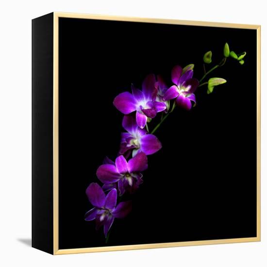 Purple Dendrobium Orchids-Magda Indigo-Framed Premier Image Canvas