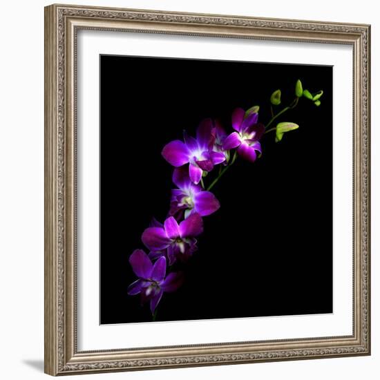 Purple Dendrobium Orchids-Magda Indigo-Framed Photographic Print