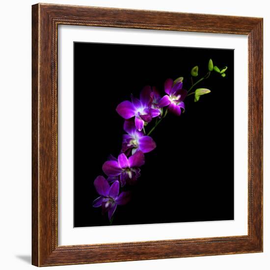 Purple Dendrobium Orchids-Magda Indigo-Framed Photographic Print