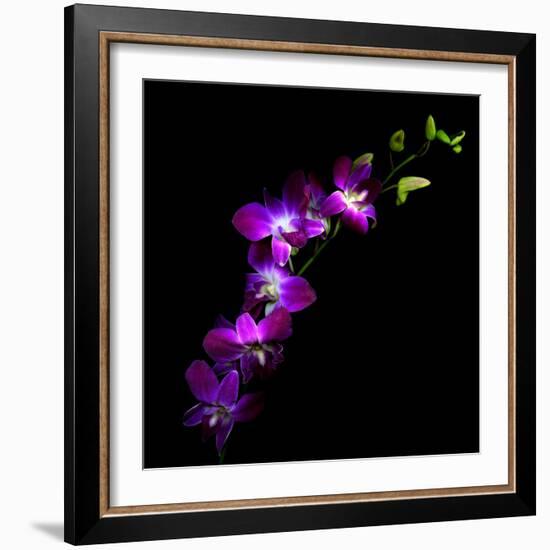 Purple Dendrobium Orchids-Magda Indigo-Framed Photographic Print