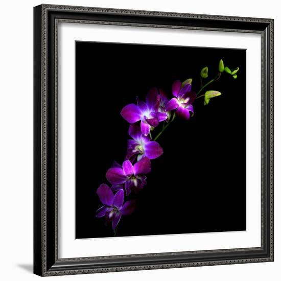 Purple Dendrobium Orchids-Magda Indigo-Framed Photographic Print