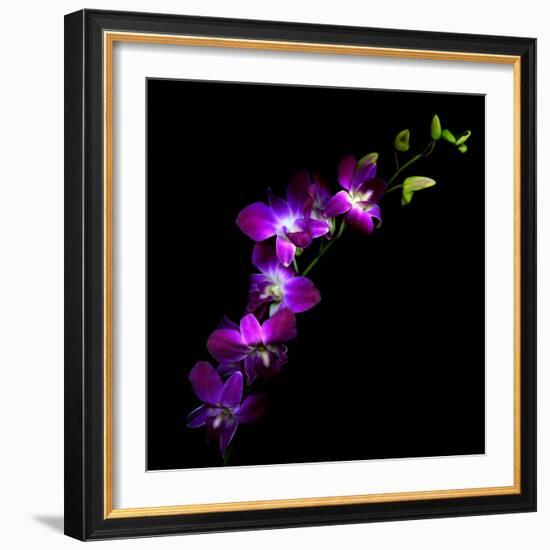 Purple Dendrobium Orchids-Magda Indigo-Framed Photographic Print