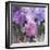 Purple Dream III-Mindy Sommers-Framed Giclee Print