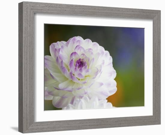 Purple Edged White Dahlia in Full Bloom-Terry Eggers-Framed Photographic Print