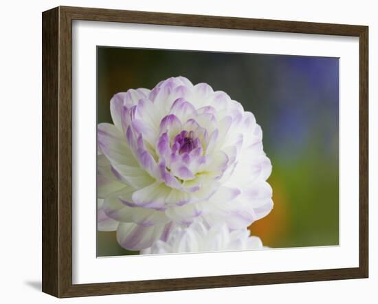 Purple Edged White Dahlia in Full Bloom-Terry Eggers-Framed Photographic Print