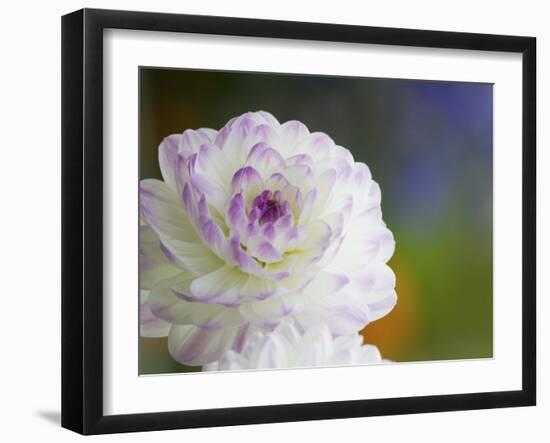 Purple Edged White Dahlia in Full Bloom-Terry Eggers-Framed Photographic Print