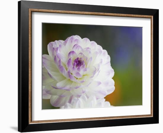 Purple Edged White Dahlia in Full Bloom-Terry Eggers-Framed Photographic Print