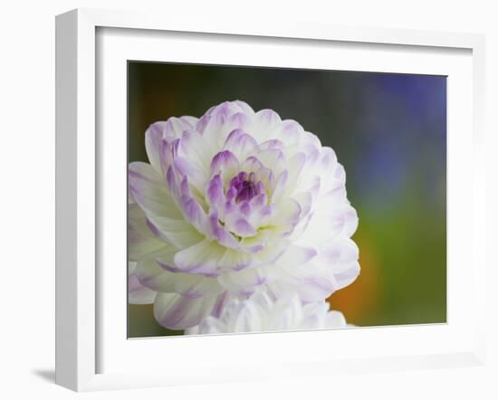 Purple Edged White Dahlia in Full Bloom-Terry Eggers-Framed Photographic Print