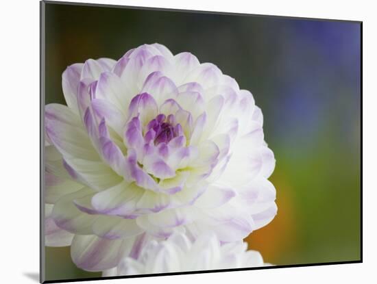 Purple Edged White Dahlia in Full Bloom-Terry Eggers-Mounted Photographic Print