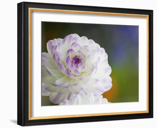 Purple Edged White Dahlia in Full Bloom-Terry Eggers-Framed Photographic Print