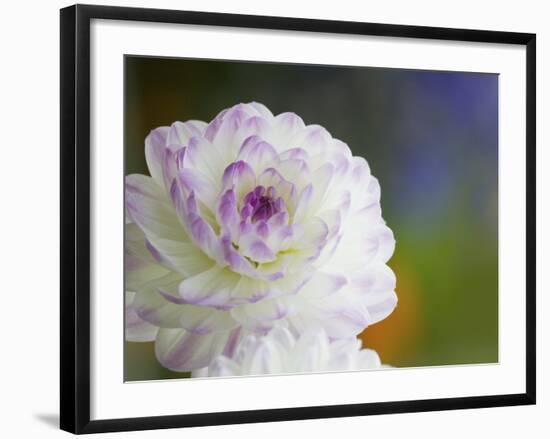 Purple Edged White Dahlia in Full Bloom-Terry Eggers-Framed Photographic Print