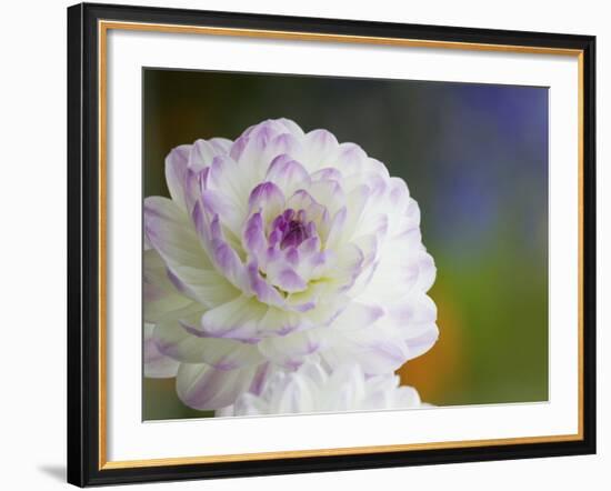 Purple Edged White Dahlia in Full Bloom-Terry Eggers-Framed Photographic Print