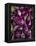 Purple eggplant, Seafront Market, St-Paul, Reunion Island, France-Walter Bibikow-Framed Premier Image Canvas