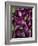 Purple eggplant, Seafront Market, St-Paul, Reunion Island, France-Walter Bibikow-Framed Photographic Print