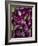 Purple eggplant, Seafront Market, St-Paul, Reunion Island, France-Walter Bibikow-Framed Photographic Print