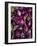 Purple eggplant, Seafront Market, St-Paul, Reunion Island, France-Walter Bibikow-Framed Photographic Print