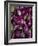 Purple eggplant, Seafront Market, St-Paul, Reunion Island, France-Walter Bibikow-Framed Photographic Print