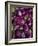 Purple eggplant, Seafront Market, St-Paul, Reunion Island, France-Walter Bibikow-Framed Photographic Print