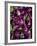 Purple eggplant, Seafront Market, St-Paul, Reunion Island, France-Walter Bibikow-Framed Photographic Print