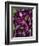 Purple eggplant, Seafront Market, St-Paul, Reunion Island, France-Walter Bibikow-Framed Premium Photographic Print