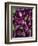 Purple eggplant, Seafront Market, St-Paul, Reunion Island, France-Walter Bibikow-Framed Photographic Print