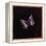 Purple Emperor Butterfly, 2000-Amelia Kleiser-Framed Premier Image Canvas