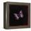Purple Emperor Butterfly, 2000-Amelia Kleiser-Framed Premier Image Canvas