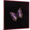 Purple Emperor Butterfly, 2000-Amelia Kleiser-Mounted Giclee Print