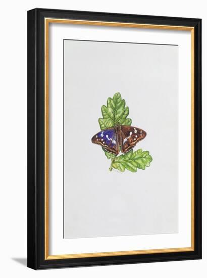 Purple Emperor Butterfly on Oak Leaves-Elizabeth Rice-Framed Premium Giclee Print