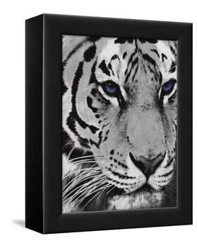 Purple Eyes-Jace Grey-Framed Stretched Canvas