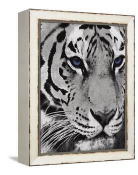 Purple Eyes-Jace Grey-Framed Stretched Canvas