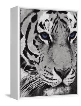 Purple Eyes-Jace Grey-Framed Stretched Canvas