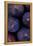 Purple Figs Iii-Den Reader-Framed Premier Image Canvas