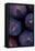 Purple Figs Iii-Den Reader-Framed Premier Image Canvas