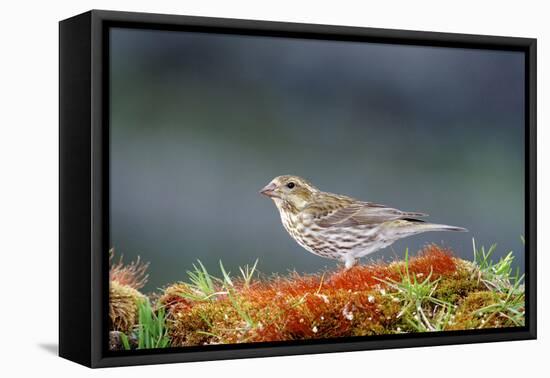 Purple Finch. Female-Richard Wright-Framed Premier Image Canvas