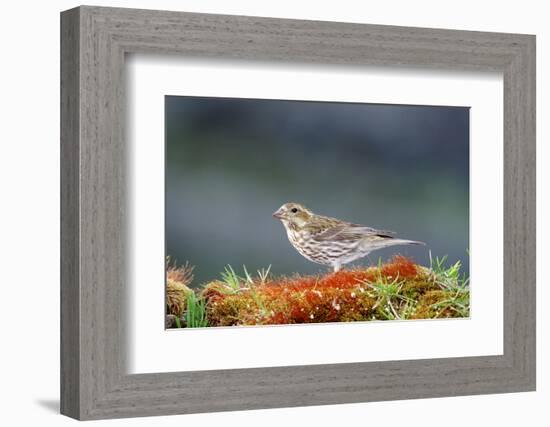 Purple Finch. Female-Richard Wright-Framed Photographic Print