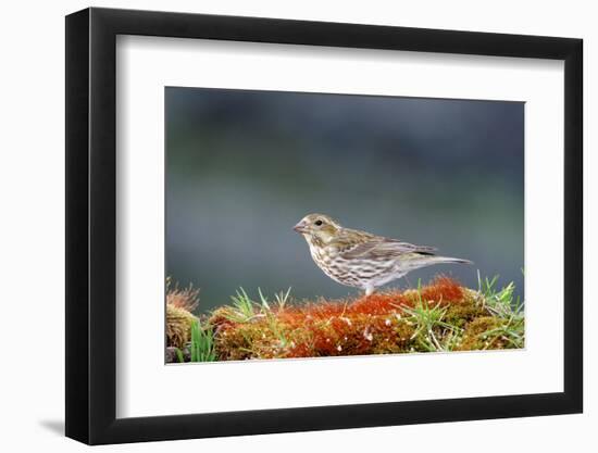 Purple Finch. Female-Richard Wright-Framed Photographic Print