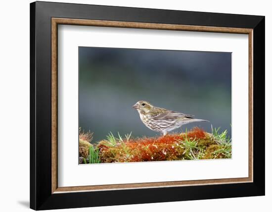 Purple Finch. Female-Richard Wright-Framed Photographic Print