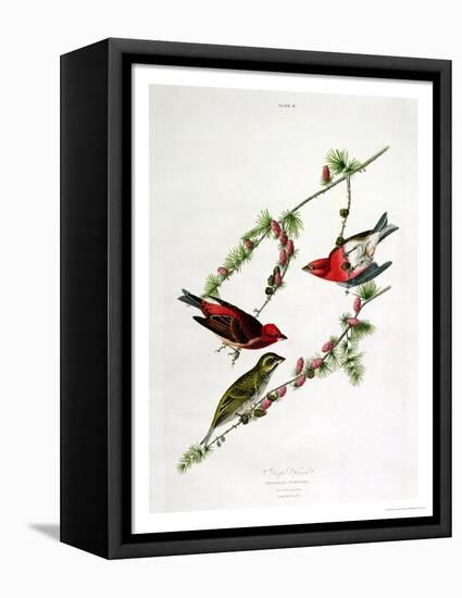 Purple Finch, from "Birds of America"-John James Audubon-Framed Premier Image Canvas