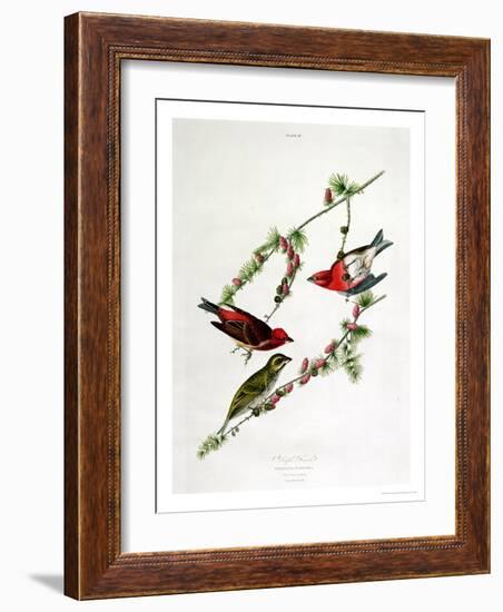 Purple Finch, from "Birds of America"-John James Audubon-Framed Giclee Print