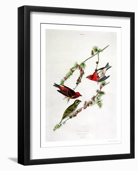 Purple Finch, from "Birds of America"-John James Audubon-Framed Giclee Print