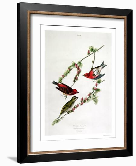 Purple Finch, from "Birds of America"-John James Audubon-Framed Giclee Print