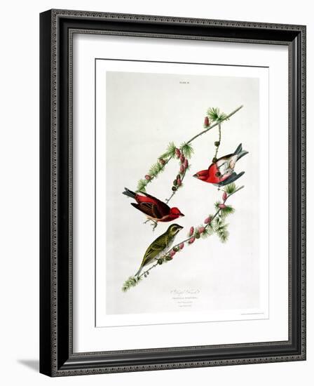 Purple Finch, from "Birds of America"-John James Audubon-Framed Giclee Print