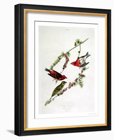 Purple Finch, from "Birds of America"-John James Audubon-Framed Giclee Print